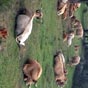 Scène champêtre de vaches Aubrac au repos, on ne s'en lasse pas (crédit photo B. Lefils).